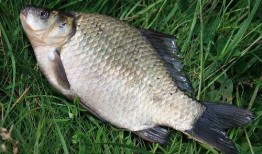 最新偷鱼爆料新闻事件,揭秘黑幕，渔民权益再受挑战