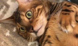 铲屎官爆料黑社会视频,惊心动魄的猫界风云